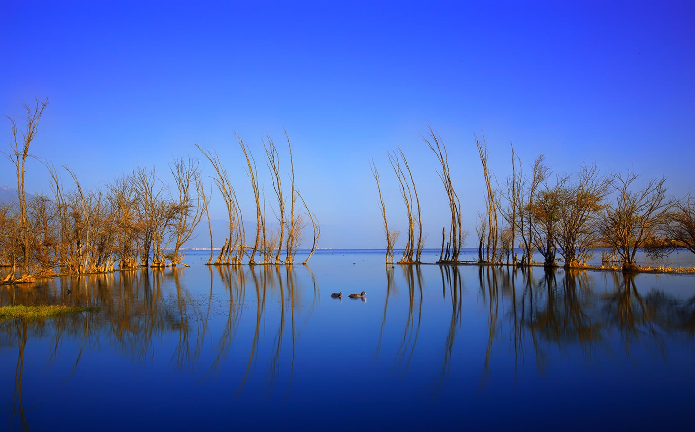 Blue water, reflected trees and waterbirds